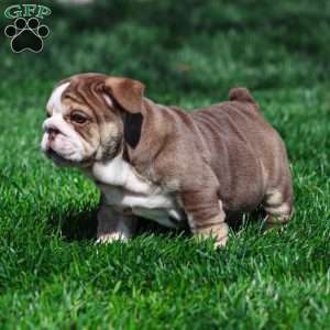 Marina Mocha, English Bulldog Puppy